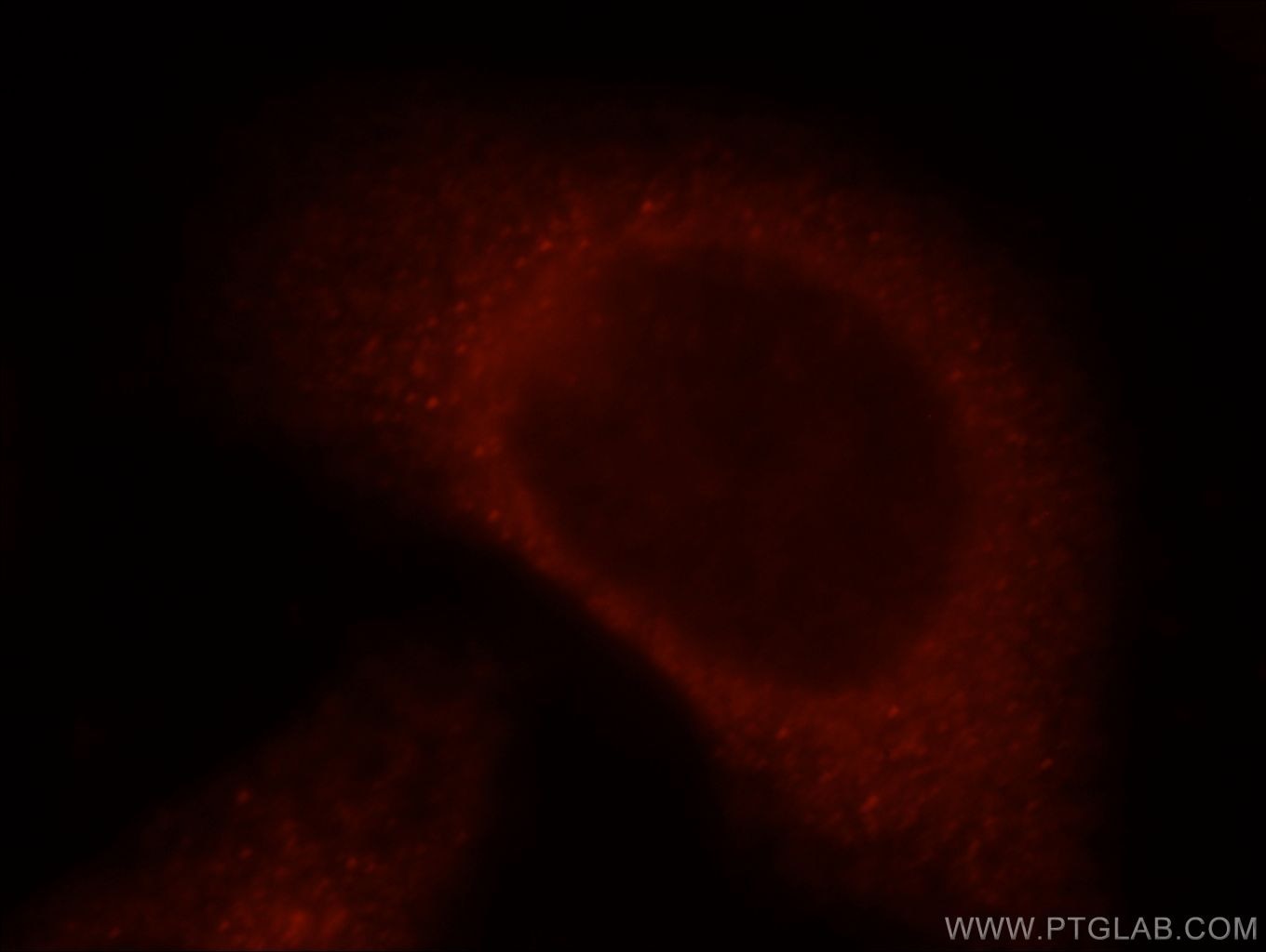 Immunofluorescence (IF) / fluorescent staining of HepG2 cells using ITGB1BP2 Polyclonal antibody (21359-1-AP)