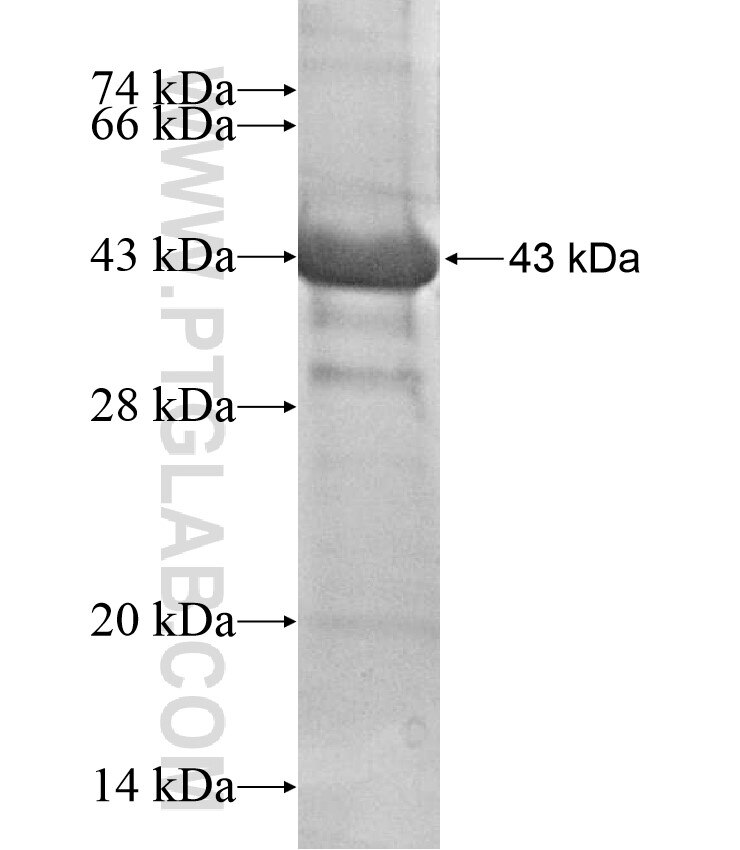 ITGB1BP2 fusion protein Ag16982 SDS-PAGE