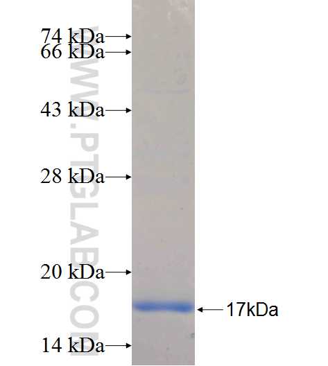 ITGB1BP3 fusion protein Ag26295 SDS-PAGE