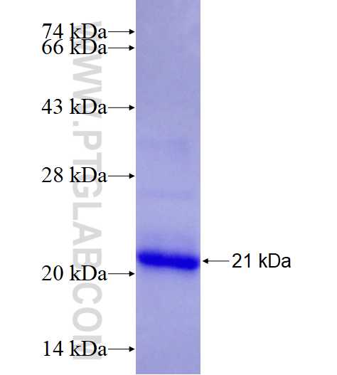 ITGB3 fusion protein Ag27834 SDS-PAGE