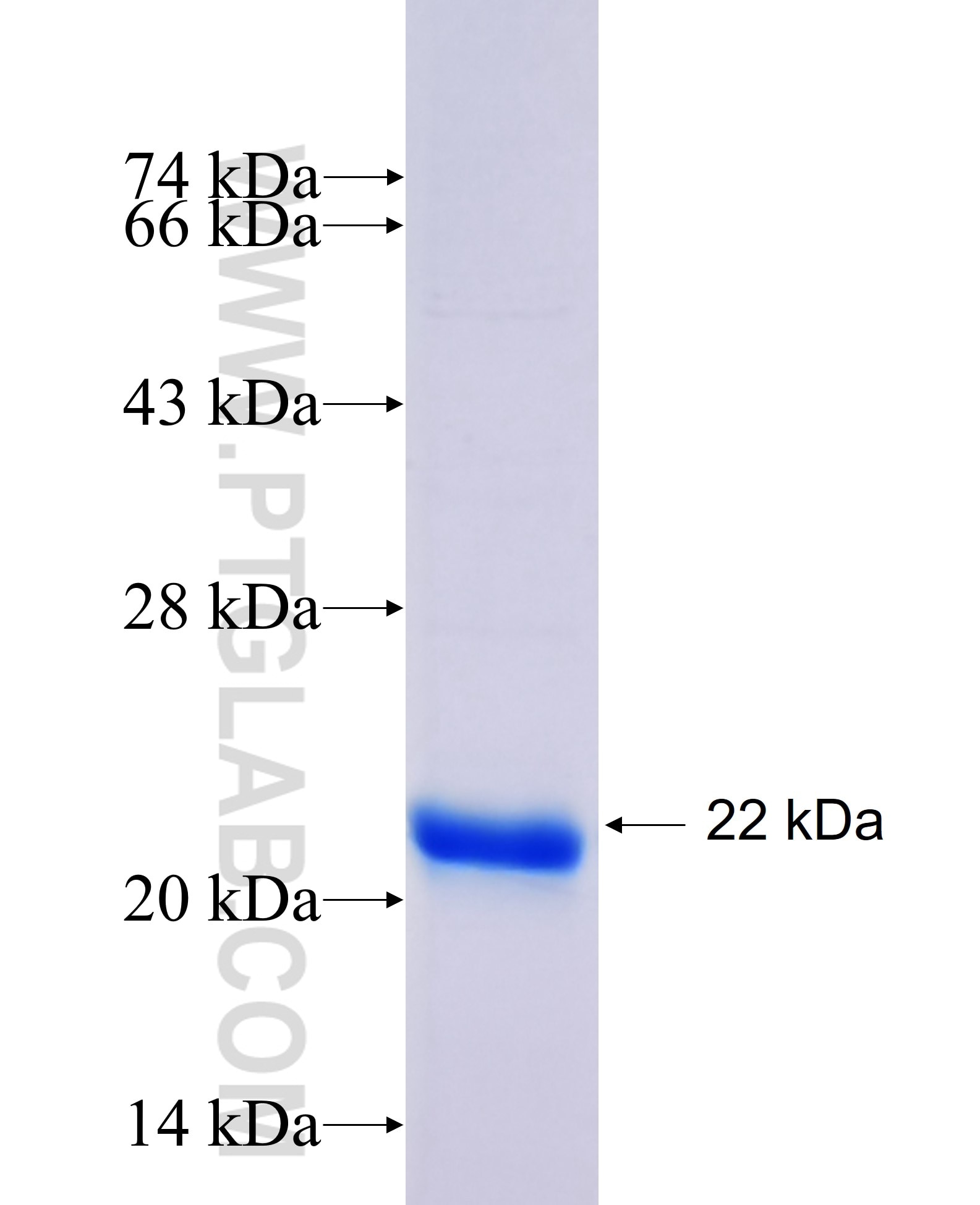 ITGB3 fusion protein Ag27834 SDS-PAGE