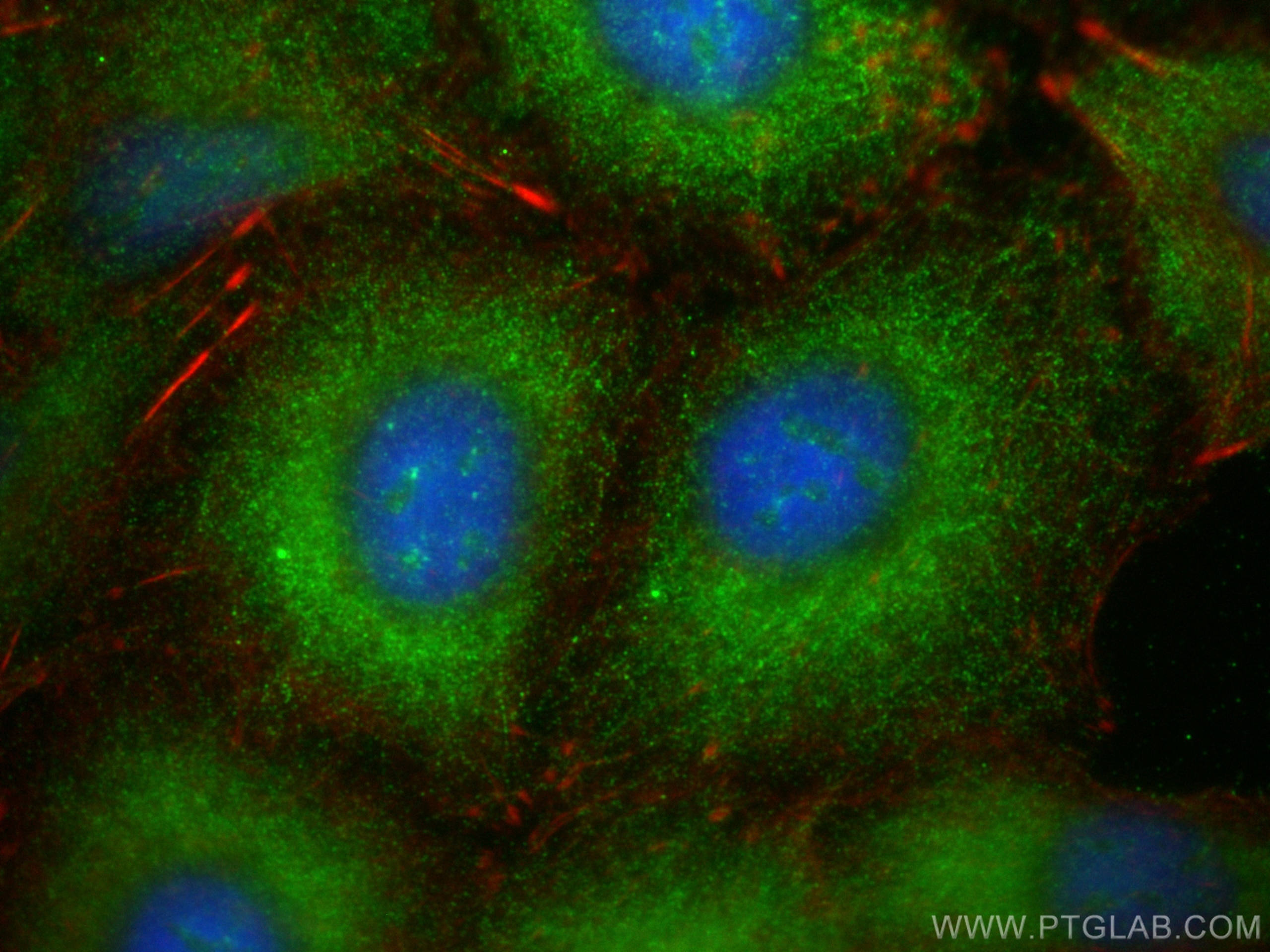 Immunofluorescence (IF) / fluorescent staining of A549 cells using Centromere protein R Polyclonal antibody (10743-1-AP)