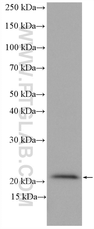 Western Blot (WB) analysis of K-562 cells using Centromere protein R Polyclonal antibody (10743-1-AP)
