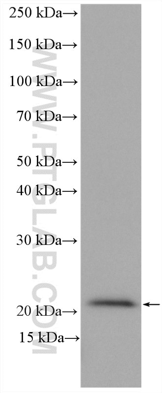 WB analysis of K-562 using 10743-1-AP