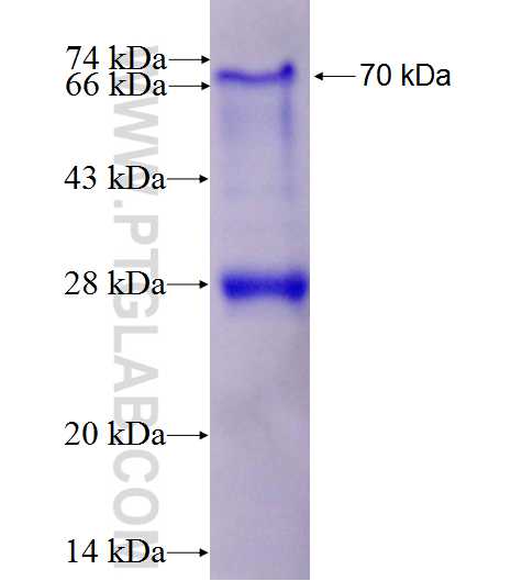 Integrin beta-5 fusion protein Ag1342 SDS-PAGE