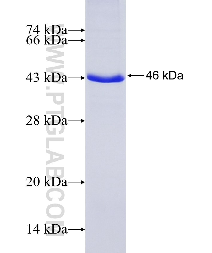 Integrin beta-8 fusion protein Ag7938 SDS-PAGE