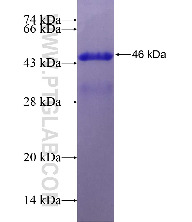 ITIH3 fusion protein Ag15750 SDS-PAGE