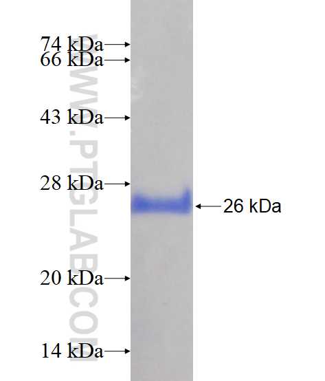 ITIH3 fusion protein Ag15914 SDS-PAGE