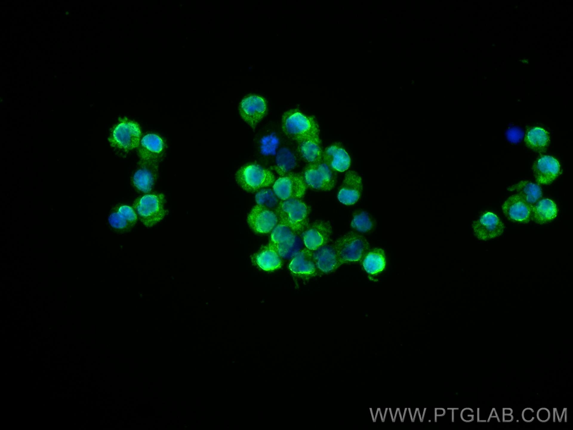 Immunofluorescence (IF) / fluorescent staining of Jurkat cells using CoraLite® Plus 488-conjugated ITK Monoclonal antib (CL488-67703)