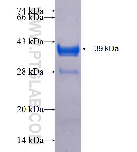 ITK fusion protein Ag16132 SDS-PAGE