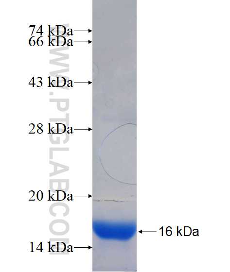 ITK fusion protein Ag17087 SDS-PAGE