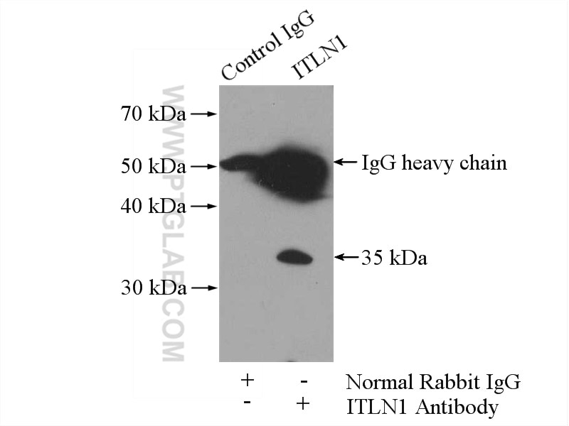 Immunoprecipitation (IP) experiment of mouse appendix tissue using ITLN1/2 Polyclonal antibody (11770-1-AP)