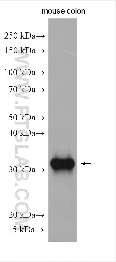 Western Blot (WB) analysis of mouse colon tissue using ITLN1/2 Polyclonal antibody (11770-1-AP)