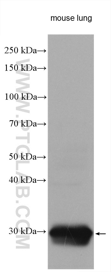 Western Blot (WB) analysis of mouse lung tissue using ITM2A Polyclonal antibody (14407-1-AP)