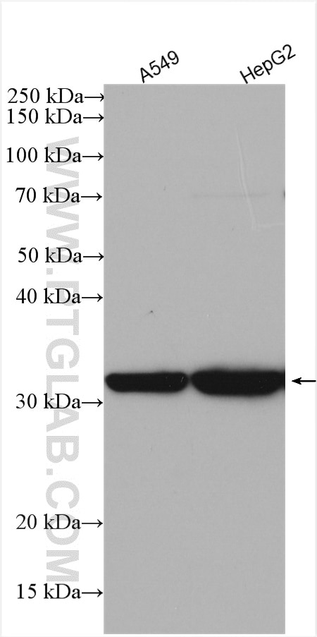 Western Blot (WB) analysis of various lysates using ITM2A Polyclonal antibody (18306-1-AP)