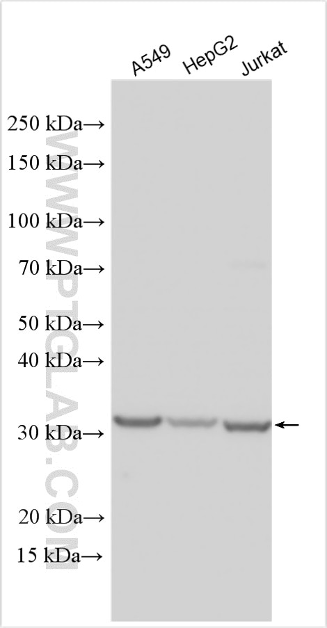 Western Blot (WB) analysis of various lysates using ITM2A Polyclonal antibody (18306-1-AP)