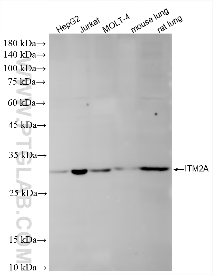 Western Blot (WB) analysis of various lysates using ITM2A Recombinant monoclonal antibody (85393-2-RR)