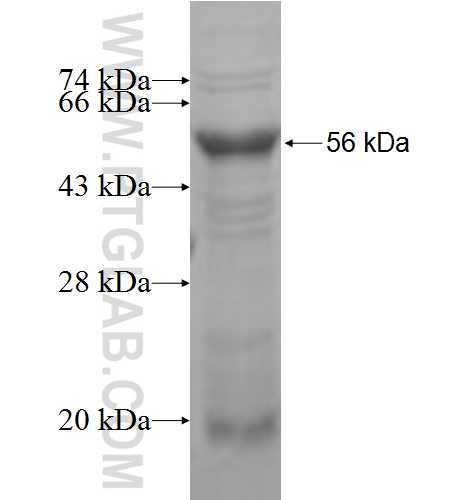 ITM2A fusion protein Ag5692 SDS-PAGE
