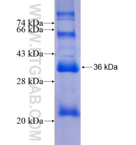 ITM2A fusion protein Ag7000 SDS-PAGE