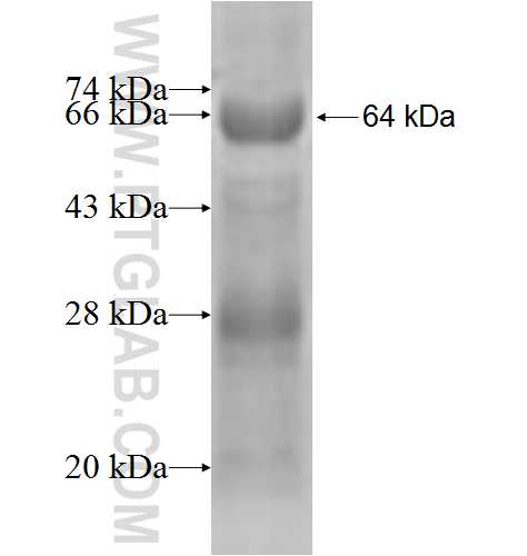 ITM2B fusion protein Ag2831 SDS-PAGE