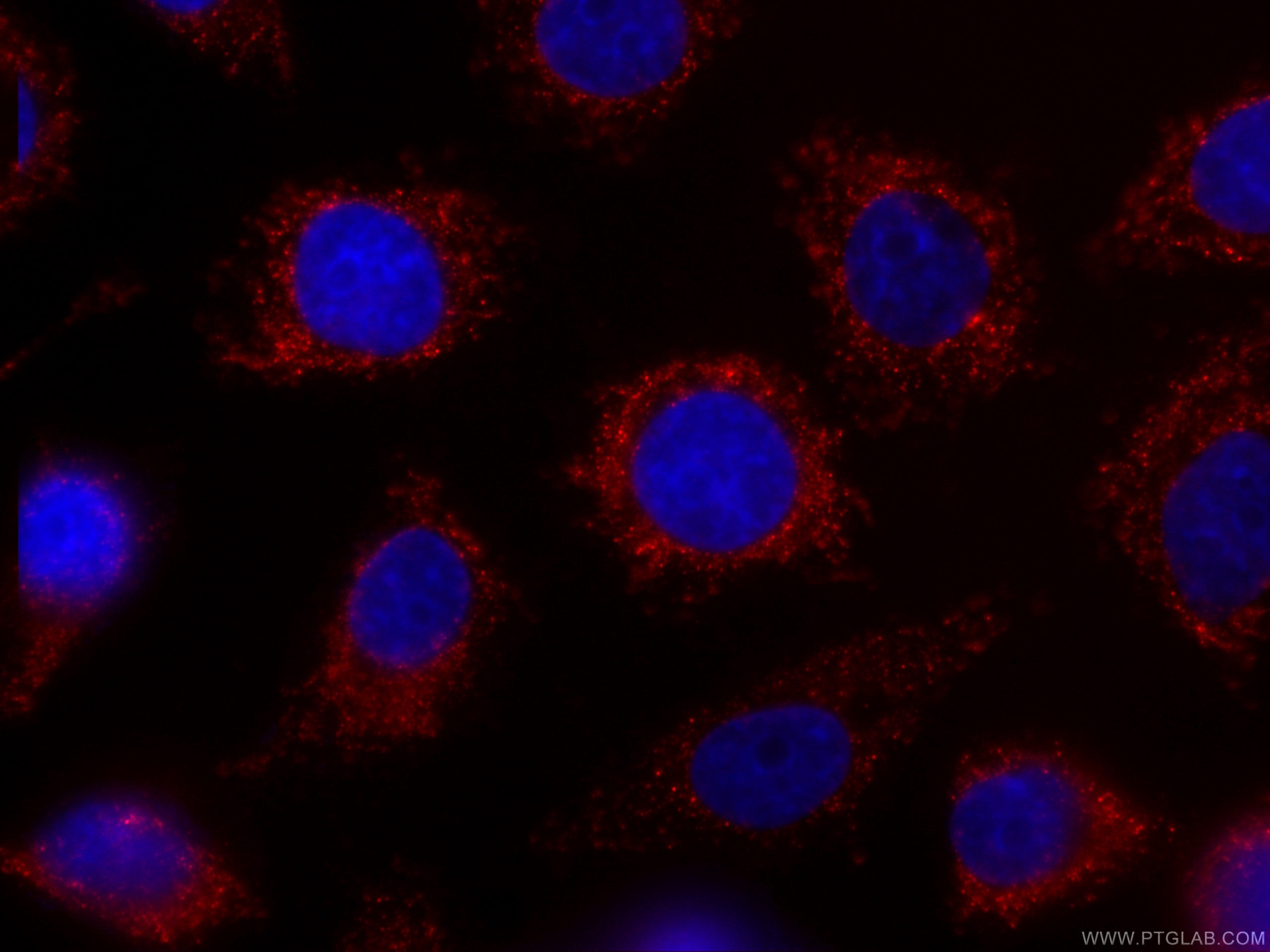 Immunofluorescence (IF) / fluorescent staining of HepG2 cells using CoraLite®594-conjugated ITM2C Monoclonal antibody (CL594-60095)