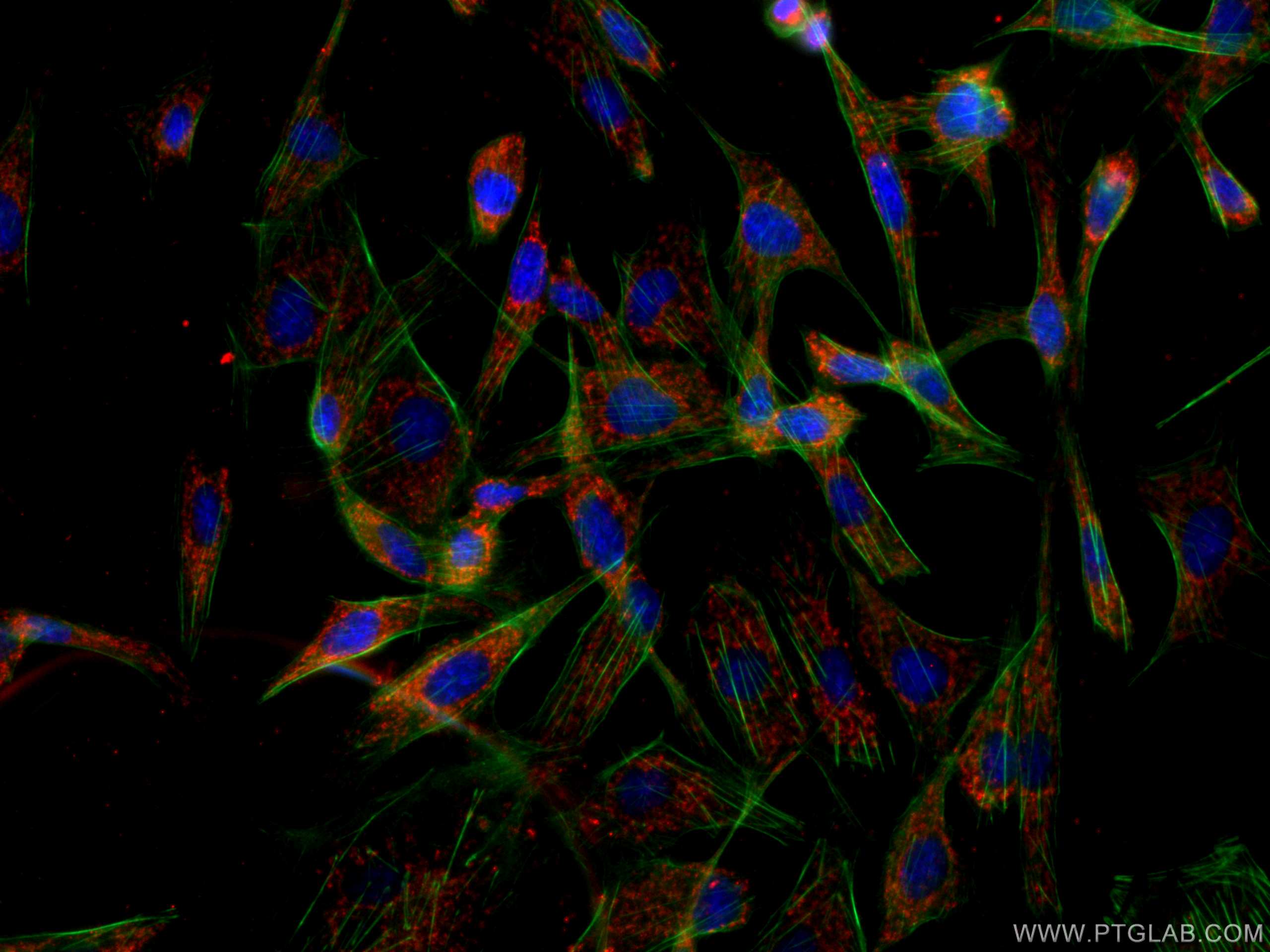 Immunofluorescence (IF) / fluorescent staining of MDCK cells using CoraLite®594-conjugated ITM2C Monoclonal antibody (CL594-60095)