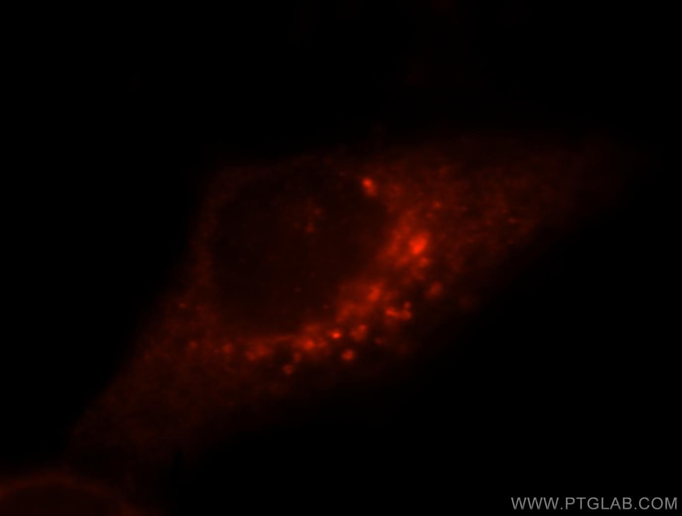 Immunofluorescence (IF) / fluorescent staining of MCF-7 cells using ITPA Polyclonal antibody (16134-1-AP)
