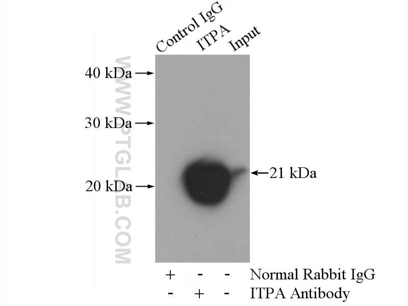 Immunoprecipitation (IP) experiment of mouse liver tissue using ITPA Polyclonal antibody (16134-1-AP)