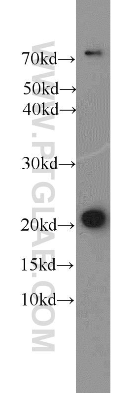 Western Blot (WB) analysis of mouse liver tissue using ITPA Polyclonal antibody (16134-1-AP)