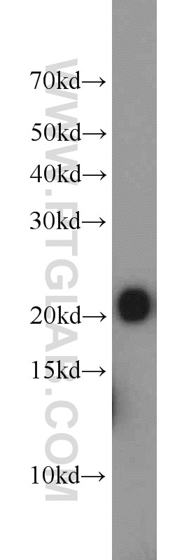 Western Blot (WB) analysis of K-562 cells using ITPA Polyclonal antibody (16134-1-AP)