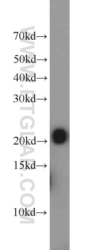 WB analysis of K-562 using 16134-1-AP