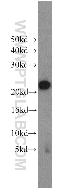 Western Blot (WB) analysis of HT-1080 cells using ITPA Polyclonal antibody (16134-1-AP)