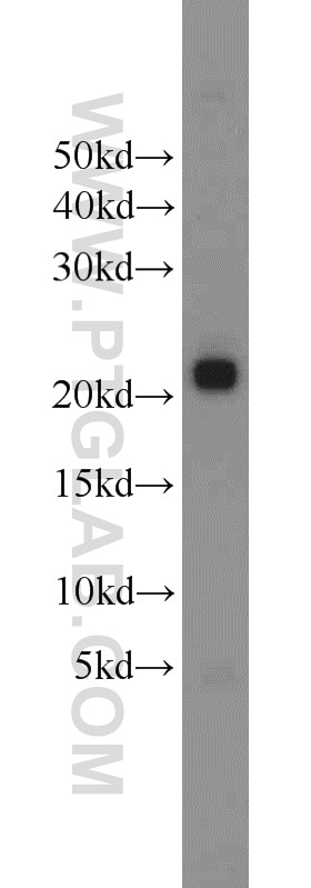 Western Blot (WB) analysis of NIH/3T3 cells using ITPA Polyclonal antibody (16134-1-AP)