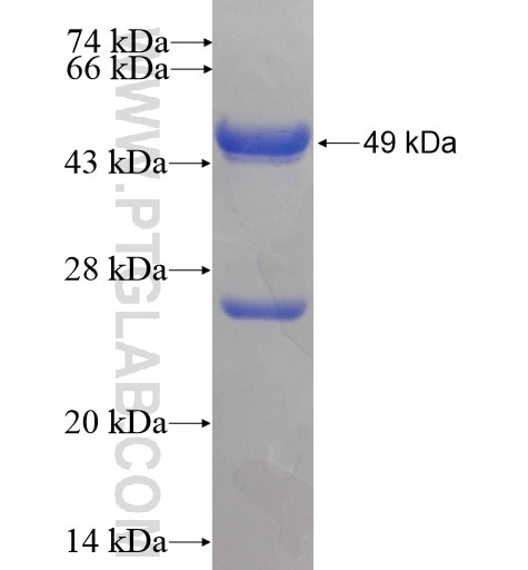 ITPA fusion protein Ag9128 SDS-PAGE