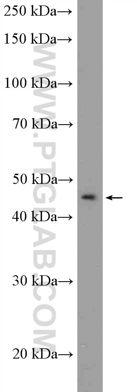 Western Blot (WB) analysis of HEK-293 cells using ITPK1 Polyclonal antibody (10568-1-AP)