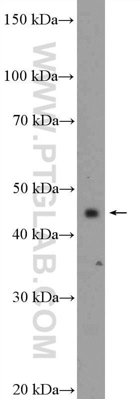 Western Blot (WB) analysis of mouse eye tissue using ITPK1 Polyclonal antibody (10568-1-AP)