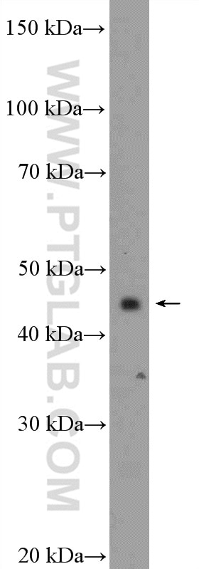 WB analysis of mouse eye using 10568-1-AP