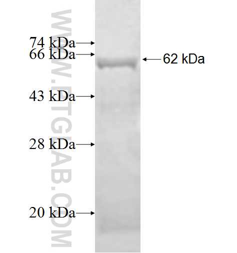 ITPK1 fusion protein Ag0834 SDS-PAGE