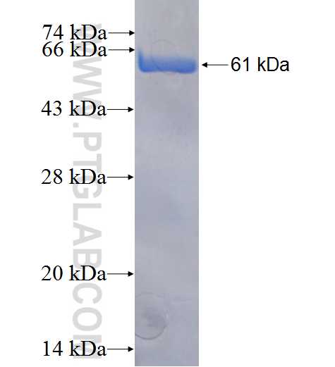 ITPKA fusion protein Ag5588 SDS-PAGE