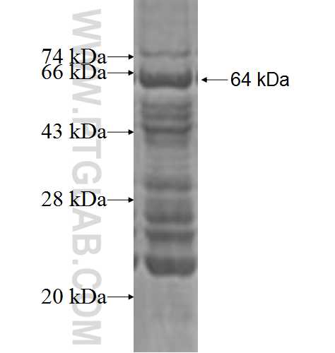 ITPKB fusion protein Ag3456 SDS-PAGE