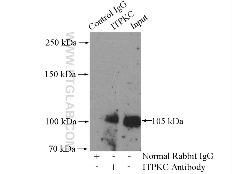 Immunoprecipitation (IP) experiment of HepG2 cells using ITPKC Polyclonal antibody (14267-1-AP)