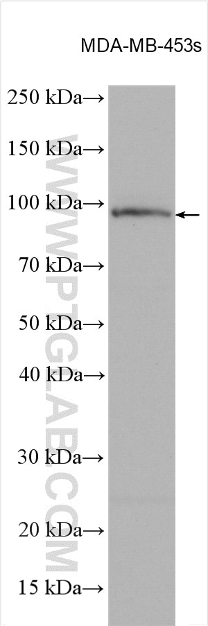 Western Blot (WB) analysis of various lysates using ITPKC Polyclonal antibody (14267-1-AP)