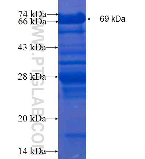 ITPKC fusion protein Ag5583 SDS-PAGE