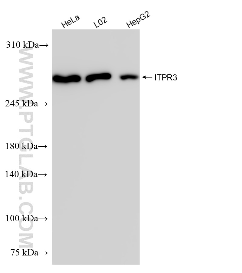 Western Blot (WB) analysis of various lysates using ITPR3 Recombinant antibody (84693-1-RR)