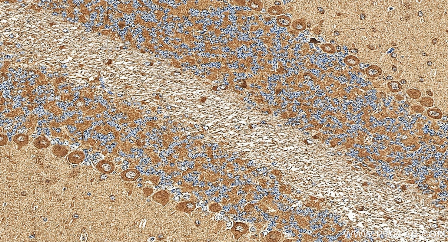 Immunohistochemistry (IHC) staining of mouse cerebellum tissue using ITPRIP Recombinant monoclonal antibody (88074-2-RR)