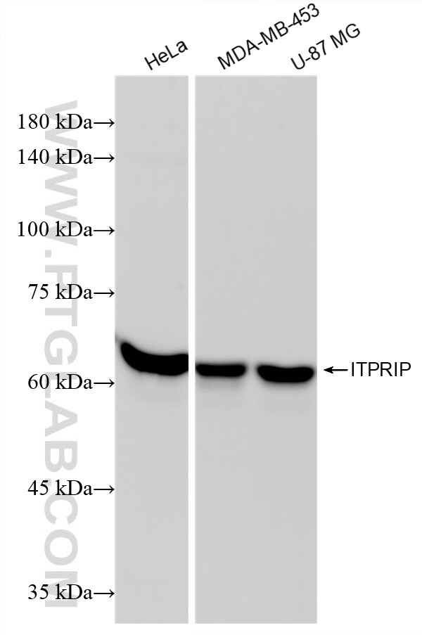WB analysis using 88074-2-RR (same clone as 88074-2-PBS) Western Blot (WB) analysis of various lysates using ITPRIP Recombinant monoclonal antibody (88074-2-RR)