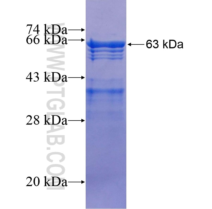 ITSN1 fusion protein Ag16517 SDS-PAGE