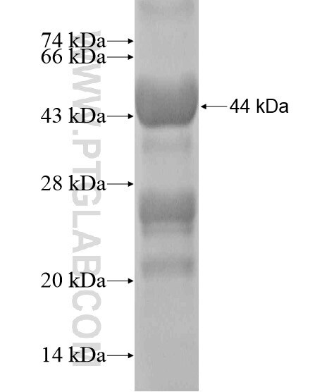 ITSN2 fusion protein Ag20130 SDS-PAGE