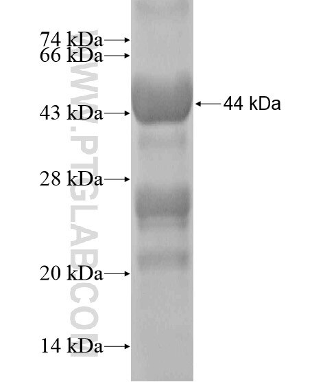 ITSN2 fusion protein Ag20130 SDS-PAGE