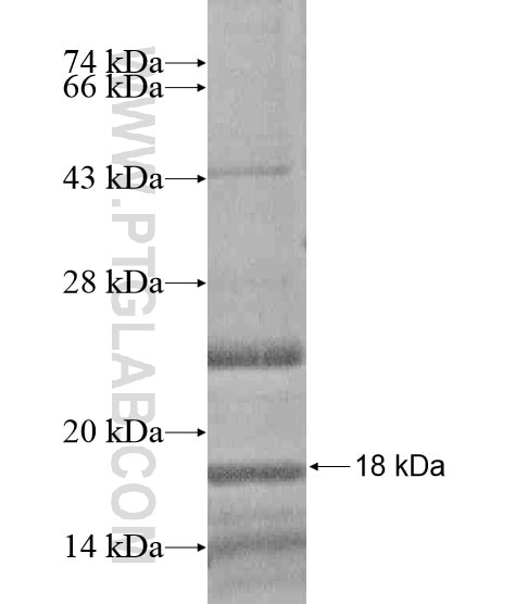 ITSN2 fusion protein Ag20273 SDS-PAGE
